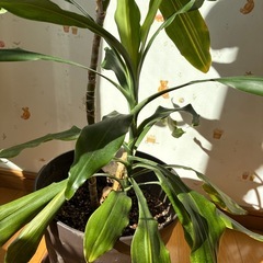 観葉植物　ドラセナの画像