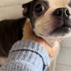 ボストンテリア︎︎ ♀6歳