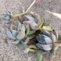 エケベリア
の画像