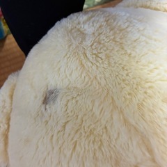 ぬいぐるみの画像