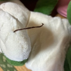ぬいぐるみの画像