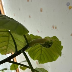 観葉植物　ウンベラータの画像