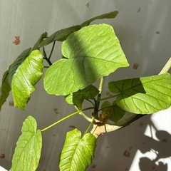 観葉植物　ウンベラータの画像