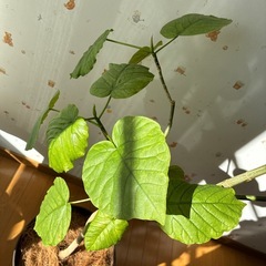 観葉植物　ウンベラータの画像