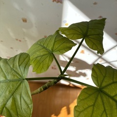 観葉植物　ウンベラータの画像