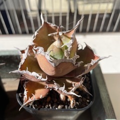 アガベ  チタノタ agave titanota まとめ売りの画像