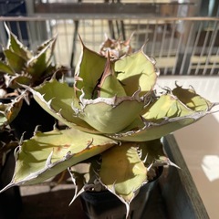 アガベ  チタノタ agave titanota まとめ売りの画像