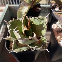 アガベ  チタノタ agave titanota まとめ売りの画像