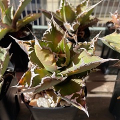 アガベ  チタノタ agave titanota まとめ売りの画像