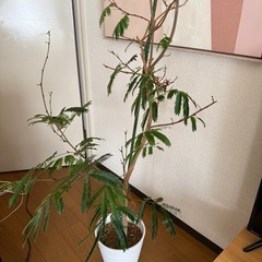 エバーフレッシュ 8号の画像