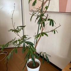 エバーフレッシュ 8号の画像