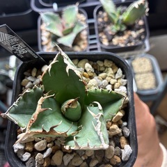 アガベ　蟹
の画像