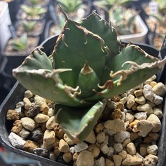 アガベ　蟹
の画像