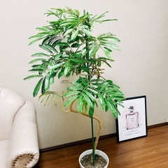 エバーフレッシュ 8号の画像