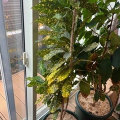 観葉植物（アオキ？
）の画像