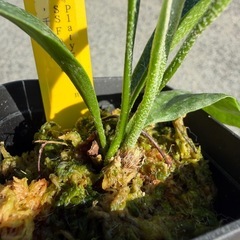 ビカクシダ SS Foong 販売もしくは交換お願いします！の画像