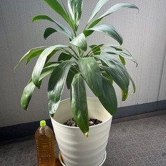 ドラセナ　0円の画像