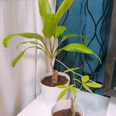 ドラセナ　0円の画像