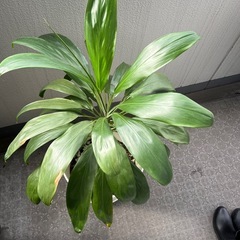 ドラセナ　0円の画像