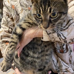 キジトラ　オス