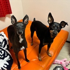 🐶【里親募集】ミニチュアピンシャー(♂9歳)＆イタリアング…