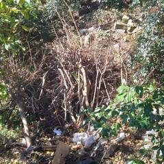 薪　マキ　枯れ枝　伐採　あげます（泉南）の画像