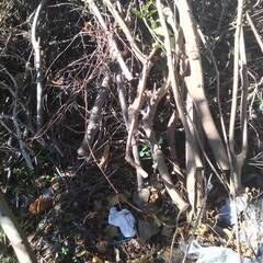 薪　マキ　枯れ枝　伐採　あげます（泉南）の画像