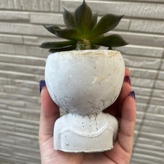 多肉植物の画像