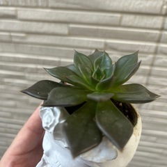 多肉植物の画像