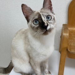 ルパン　メス　1歳　おもしろキャラ