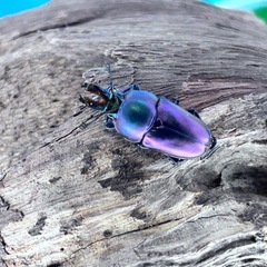 生きた宝石💎✨パプアキンイロクワガタ幼虫の画像