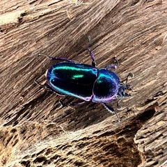 生きた宝石💎✨パプアキンイロクワガタ幼虫の画像