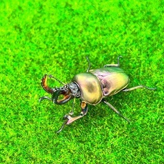 生きた宝石💎✨パプアキンイロクワガタ幼虫の画像