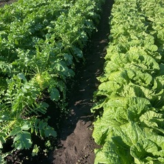 お得意様限定‼️✨白菜　大根^_^ の画像