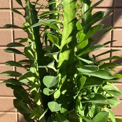 ユーフォルビア　サイウンカク　観葉植物④ グリーンの画像