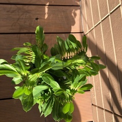 ユーフォルビア　サイウンカク　観葉植物④ グリーンの画像