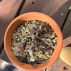 多肉三点セットの画像