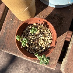 多肉三点セットの画像