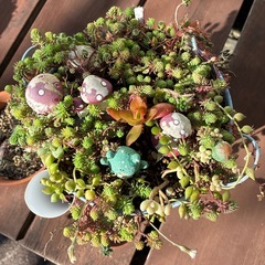 多肉三点セットの画像