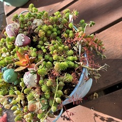 多肉三点セットの画像