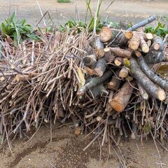 桜剪定枝　薪　まき　マキの画像