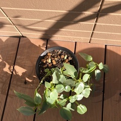 フィロデンドロン　シルバーメタル　観葉植物⑤ グリーンの画像