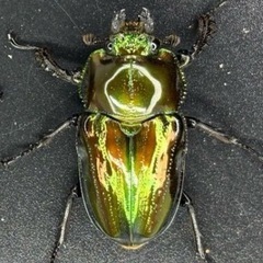 ピッカピカ強艶✨ニジイロクワガタ　幼虫の画像