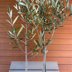 オリーブの木 お取引中の画像