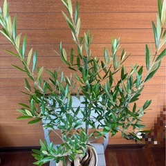 オリーブの木 お取引中の画像