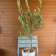 オリーブの木 お取引中の画像