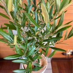 オリーブの木 お取引中の画像