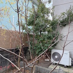 いちじくガーデニング大量 薪 枝 挿木の画像