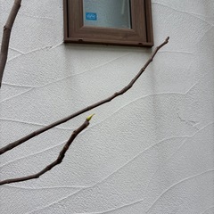 いちじくガーデニング大量 薪 枝 挿木の画像