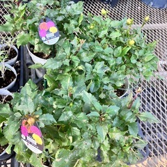 植物5種セットの画像